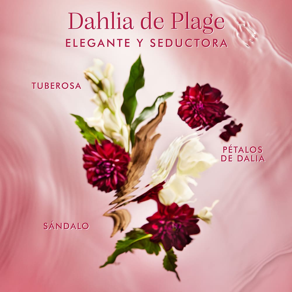 BRUMES DU MAROC DAHLIA ROUGE